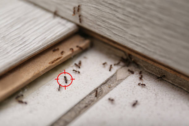 Best Affordable Pest Control Services  in Grandville, MI