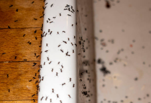 Wasp Removal Services in Grandville, MI