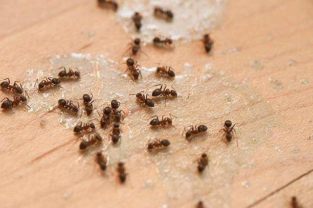 Best Pest Control for Businesses  in Grandville, MI